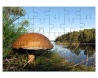 Bolet dans une forêt finlandaise, près du lac Saimaa