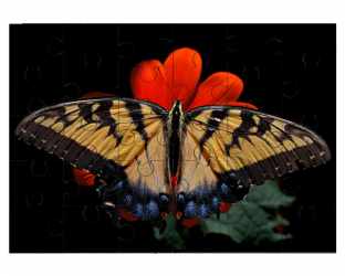 Papillon glauque