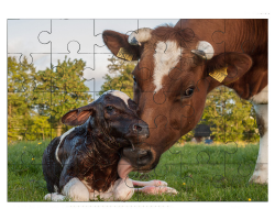 Vache et son veau nouveau-né