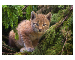 Bébé lynx