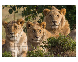 Portrait de trois lions
