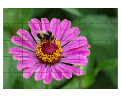 Fleur de Zinnia elegans avec un Bourdon terrestre dessus