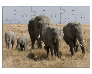 Troupeau d'Éléphant de savane d'Afrique 