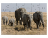 Troupeau d'Éléphant de savane d'Afrique 