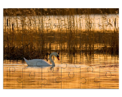 Cygne tuberculé au lever du soleil