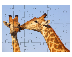 Couple de girafes