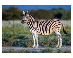 Zèbre dans le parc national d'Etosha