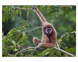 Gibbon à mains blanches