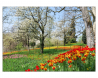 Tulipes dans l'île de Mainau