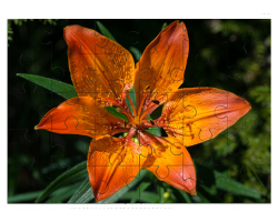 Lilium bulbiferum