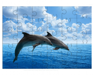 2 dauphins