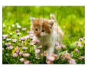 Chaton avec des fleurs roses