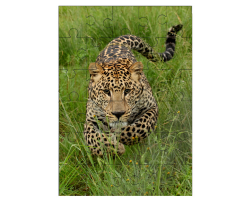 Jeune léopard en train de charger