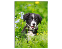 Chiot border collie