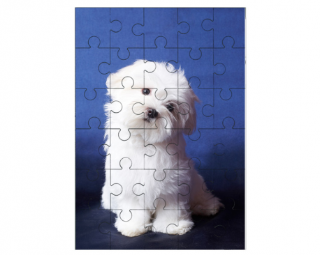 Bichon maltais