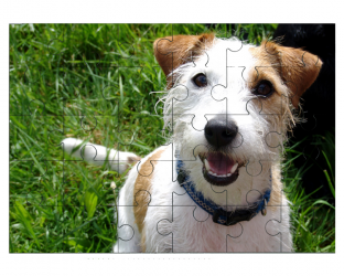 Jack Russell terrier