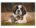 Saint Bernard avec trois chatons