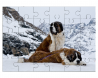 2 chiens du Saint-Bernard