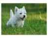 West Highland white terrier