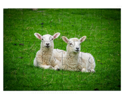 Deux agneaux