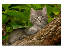 Chaton sur un arbre