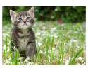 Chaton tigré dans l'herbe