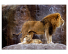 Lion avec un lionceau