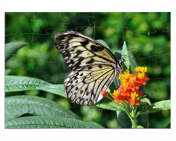 Grand planeur sur un pied d'Asclepias curassavica